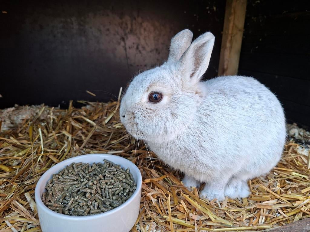 Dwerg konijn incl hok en toebehoren, Vrouwelijk, Dwerg