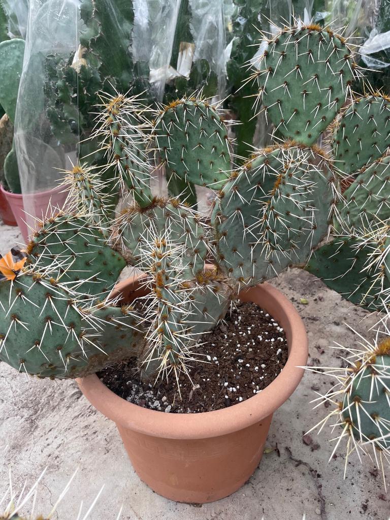 Cactus Opuntia Macrorhiza  var Chloe, Huis en Inrichting, Kamerplanten, Ophalen, Minder dan 100 cm, Bloeiende kamerplant, Volle zon