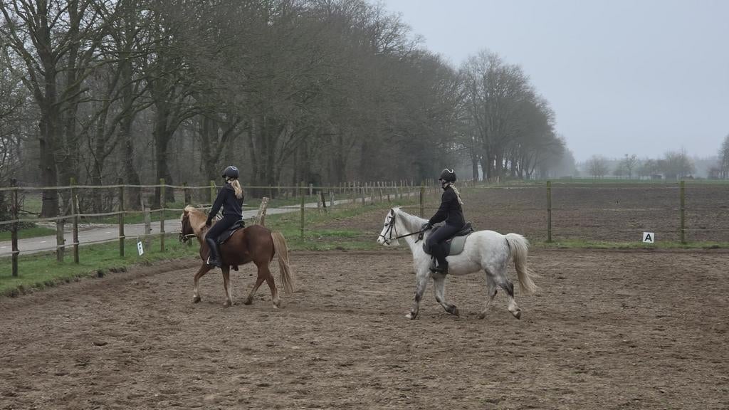 Verzorg pony/shet gezocht, Ophalen of Verzenden