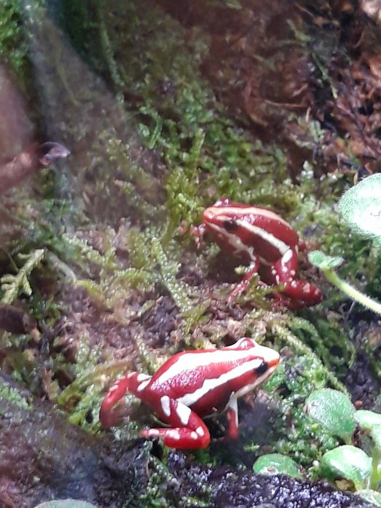 Gifkikkers Epipedobates Tricolor (volwassen) Tricolor tekoop Frog - unknown for sale from Erik