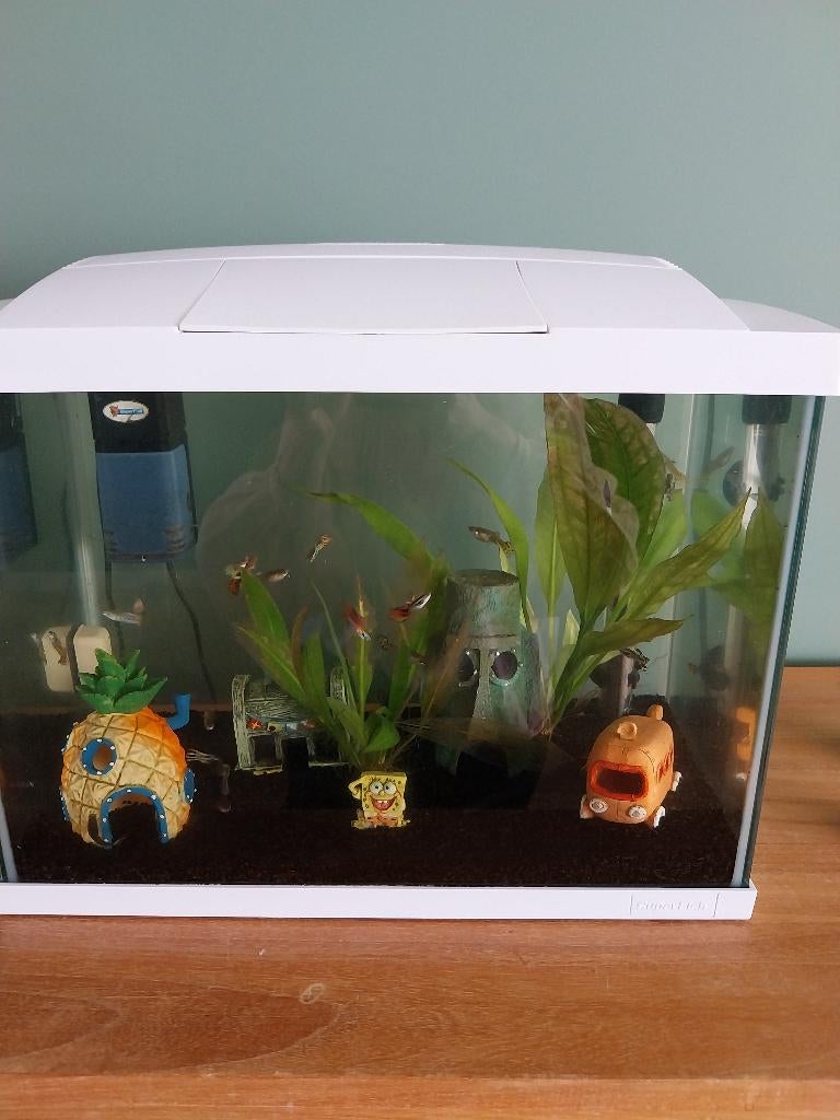 Aquarium met vissen en veel extra's, Ophalen, Inclusief vissen, Zo goed als nieuw, Gevuld zoetwateraquarium