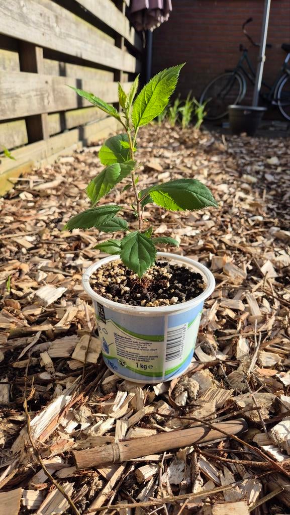 Jonge appelbomen in pot, Ophalen, Minder dan 100 cm, Volle zon, In pot