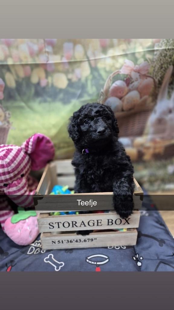 Mooie gezonde medium labradoodle pups., Dieren en Toebehoren, Parvo, Overige rassen, 8 tot 15 weken, Meerdere