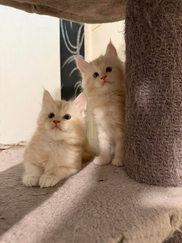 Maine coon kittens  ( Laaste Kater), Dieren en Toebehoren, Meerdere dieren, Ontwormd