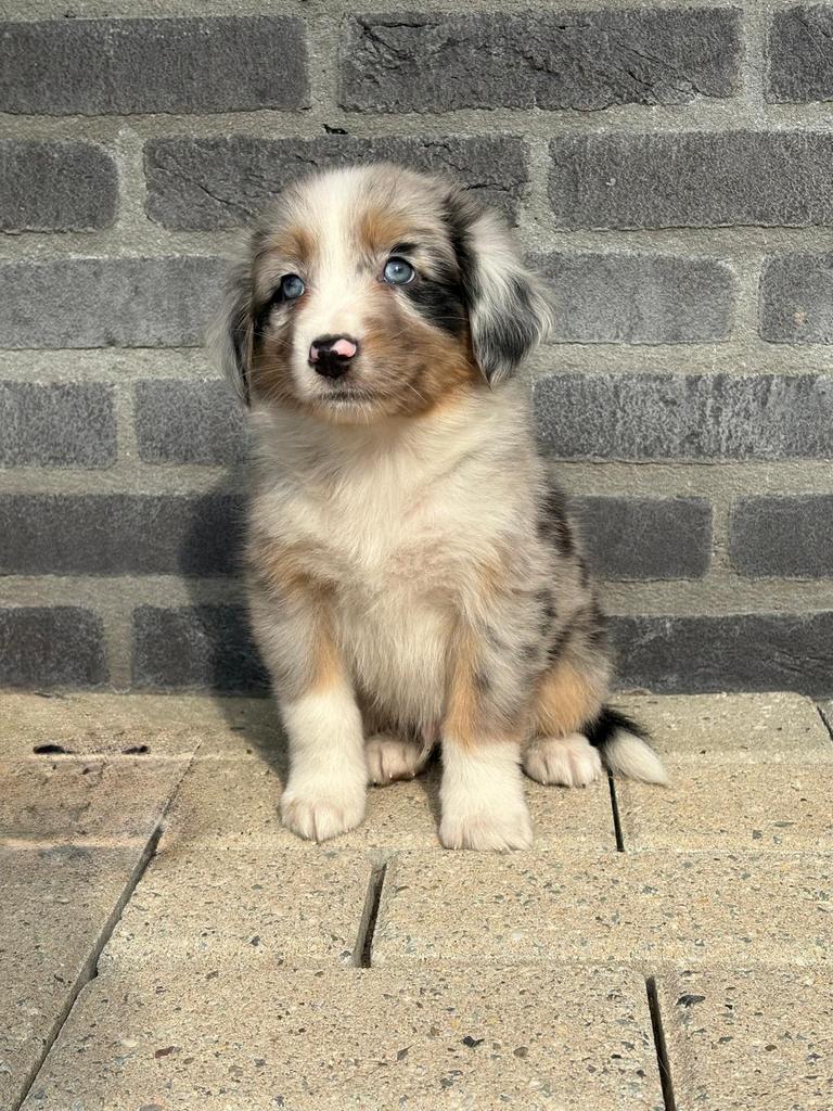 Australian shepherd puppy’s, Parvo, 8 tot 15 weken, Meerdere, Meerdere dieren