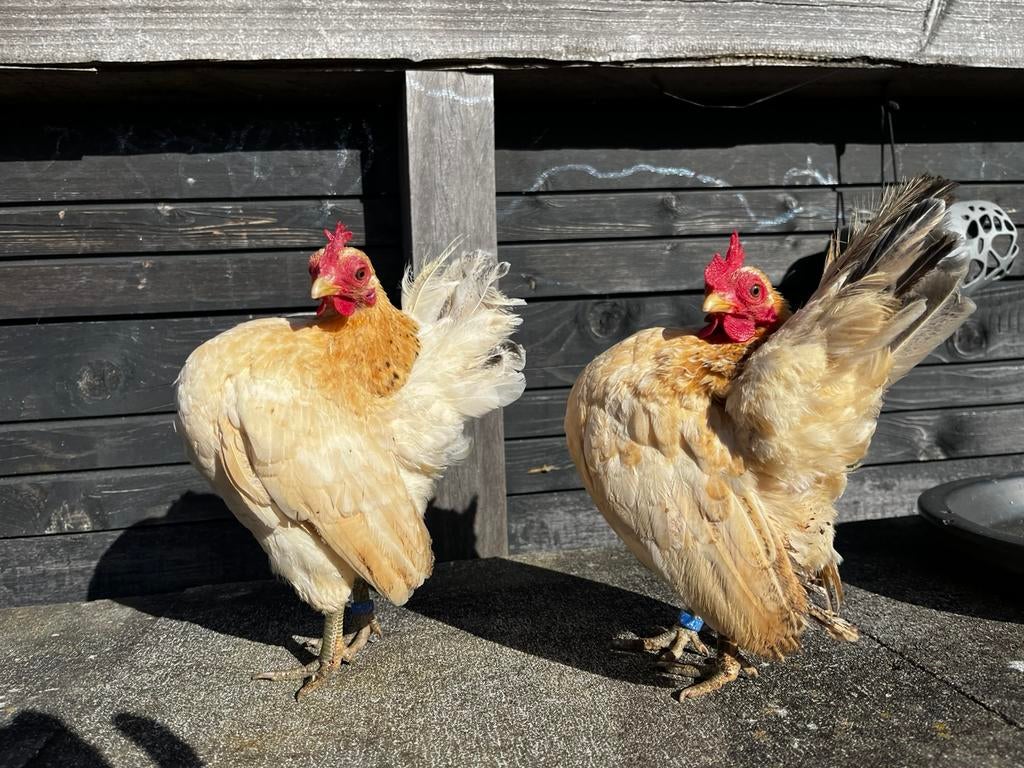 Ayam serama hennen, Dieren en Toebehoren, Vrouwelijk, Kip