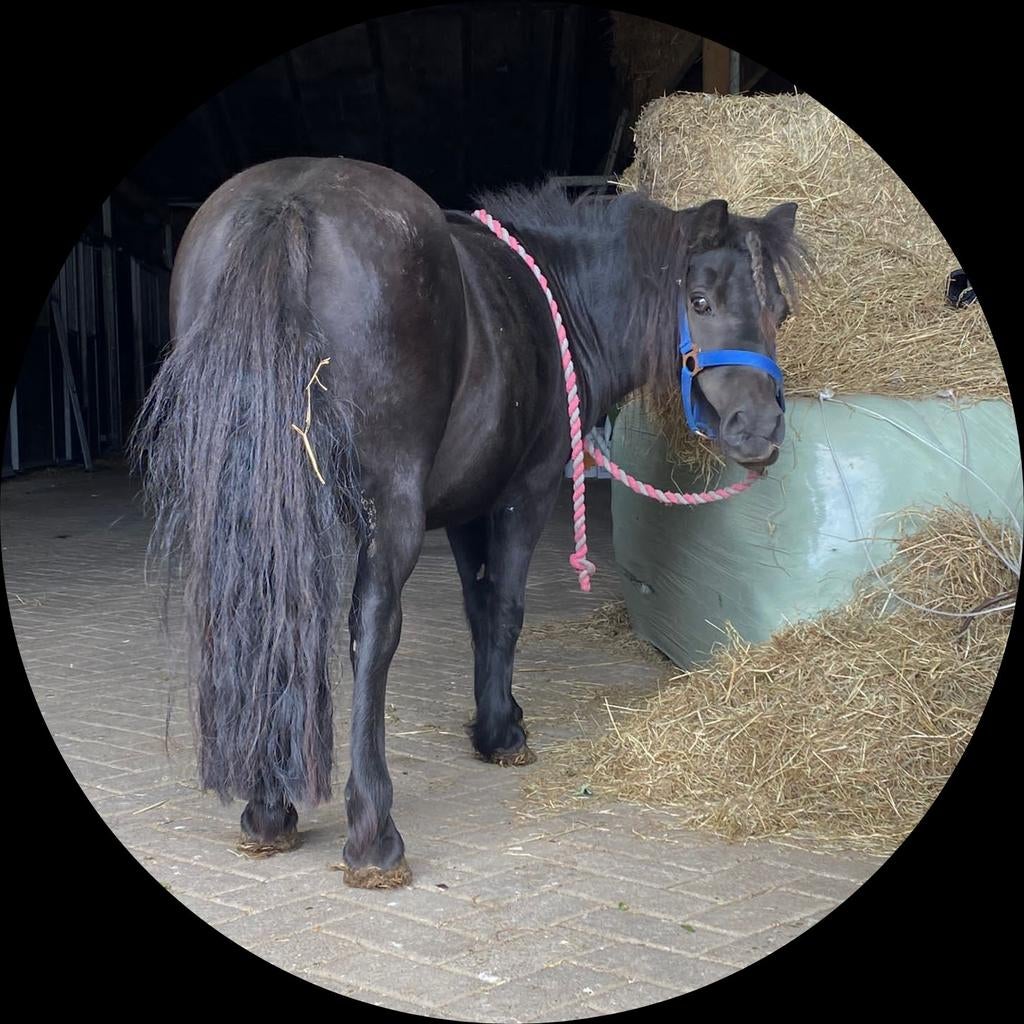 Te koop lieve shetlander merrie, Merrie