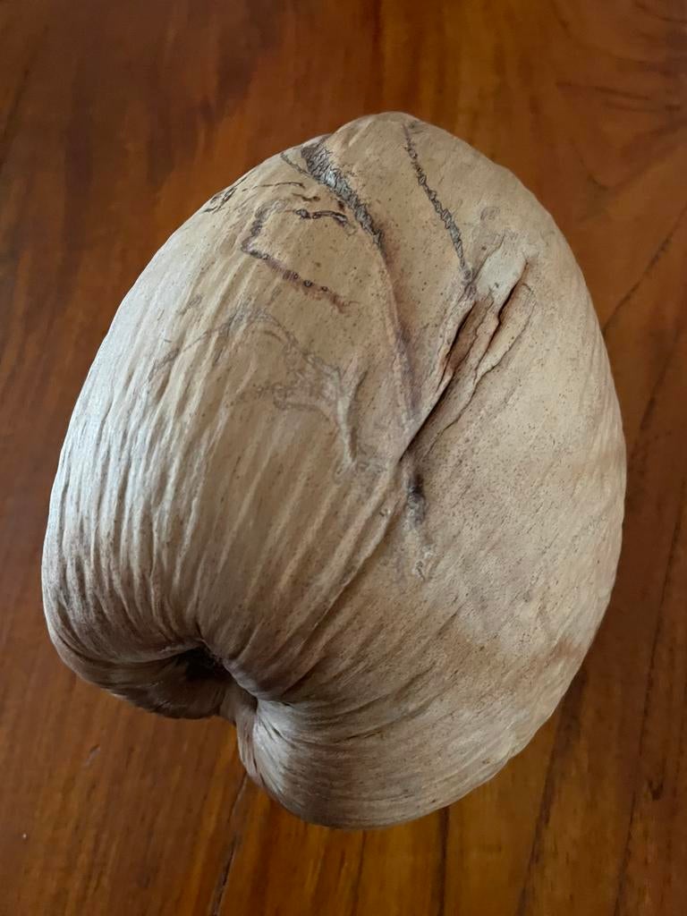 Grote kokosnoot, Ophalen of Verzenden, Zo goed als nieuw