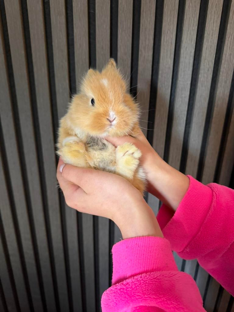 Minilops konijntjes, Maart, Geslacht onbekend