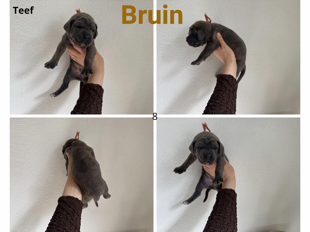 Sterke, gezonde Cane Corso x Boerboel pups beschikbaar., 8 tot 15 weken, Groot, Meerdere, Meerdere dieren