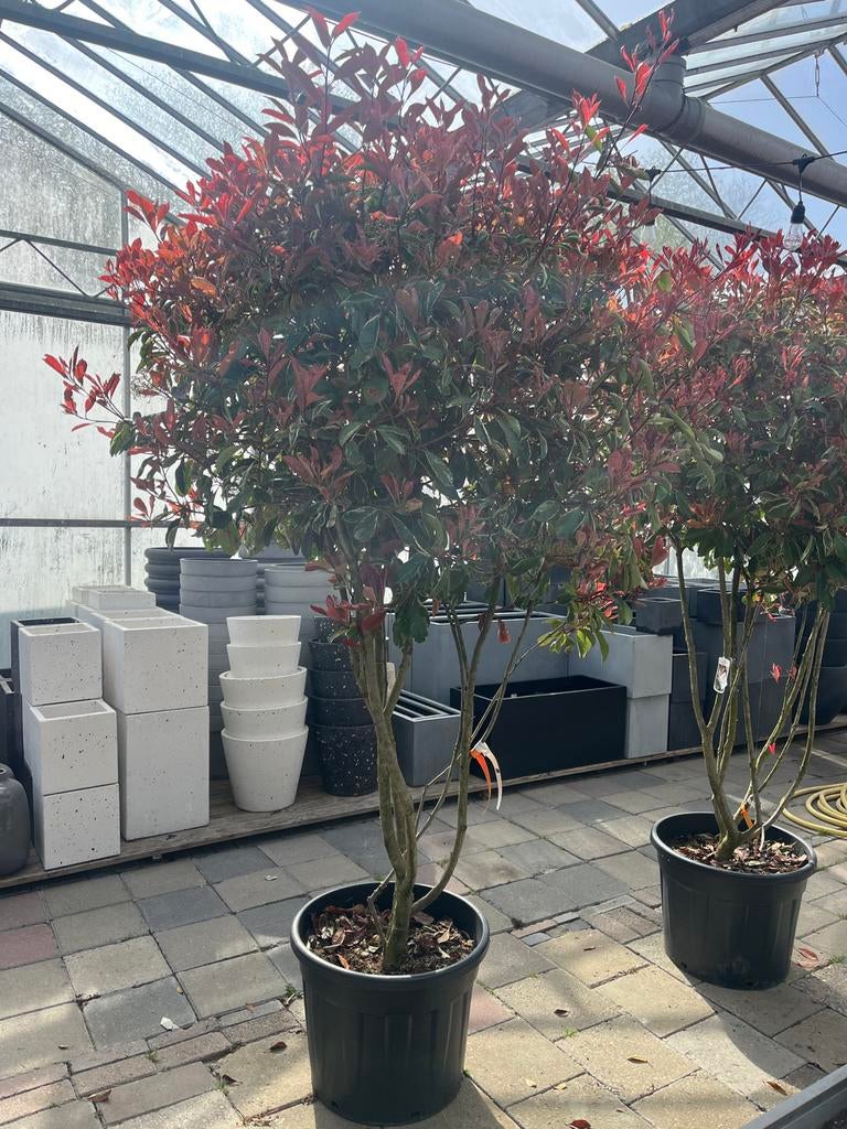 Meerstammige Photinia Fraseri 'Pink Marble' Glansmispel €295, 250 tot 400 cm, Zomer, Volle zon, In pot