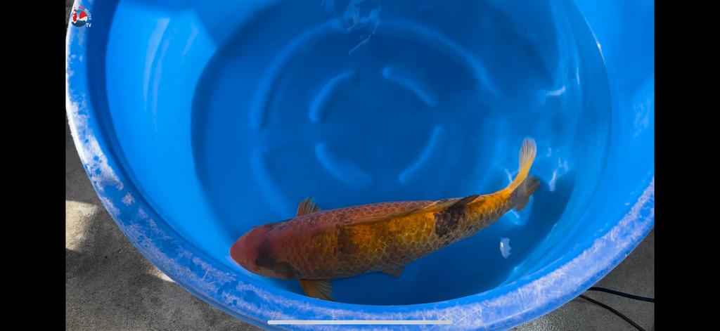 Imposante Golden Corn Koi 75 cm – 5jr – Taniguchi kwaliteit, Karper of Koi