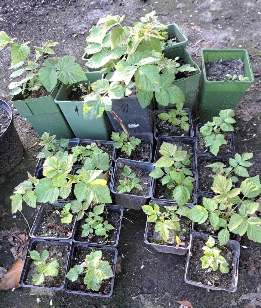 Loganberry of loganbes, biologische stekken, Ophalen of Verzenden, Eenjarig, Groenteplanten, Volle zon