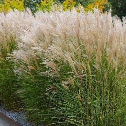 Prachtriet (Miscanthus) - Siergras, Tuin en Terras, Planten | Tuinplanten, Ophalen, Volle zon, Vaste plant, Siergrassen