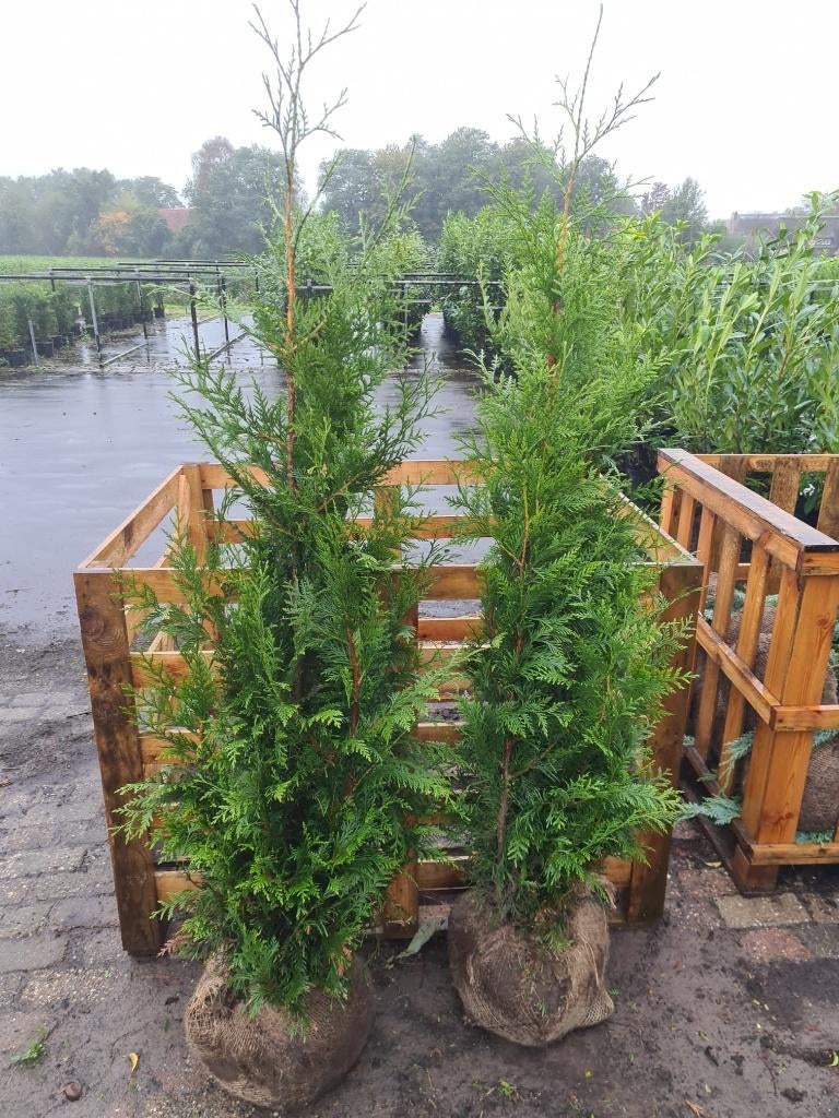 Thuja Plicata Excelsa coniferen in alle maten, Ophalen of Verzenden, Conifeer, Haag, 100 tot 250 cm
