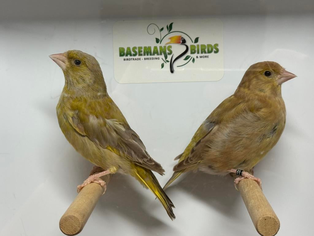 Bruine groenling - chloris chloris, Dieren en Toebehoren, Meerdere dieren, Wildzangvogel, Geringd