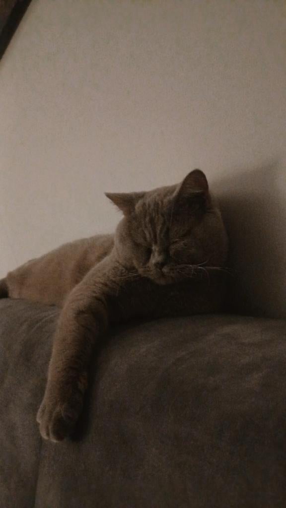 Britse Korthaar Dekkater, Dieren en Toebehoren, Katten en Kittens | Raskatten | Korthaar, Kater, Gechipt, 0 tot 2 jaar