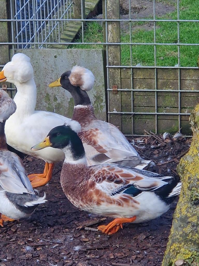 Nog maar **1**, Dieren en Toebehoren, Pluimvee, Mannelijk, Kip