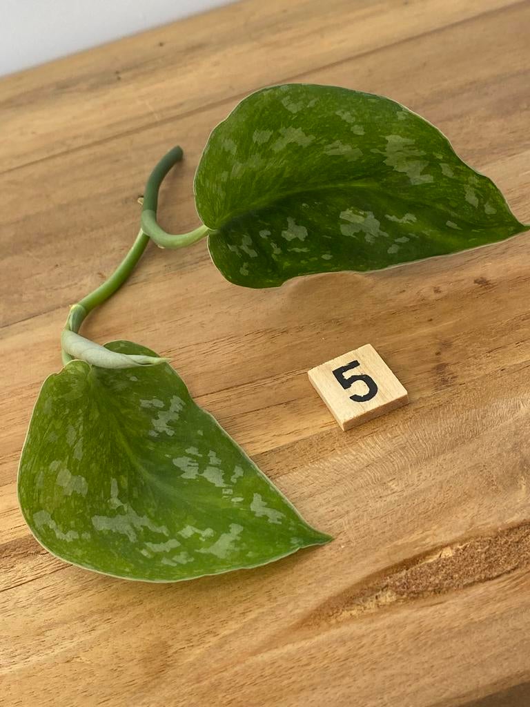 Scindapsus Baticon Variegata Kopstek #5, Huis en Inrichting, Kamerplanten, Ophalen of Verzenden, Halfschaduw, Minder dan 100 cm