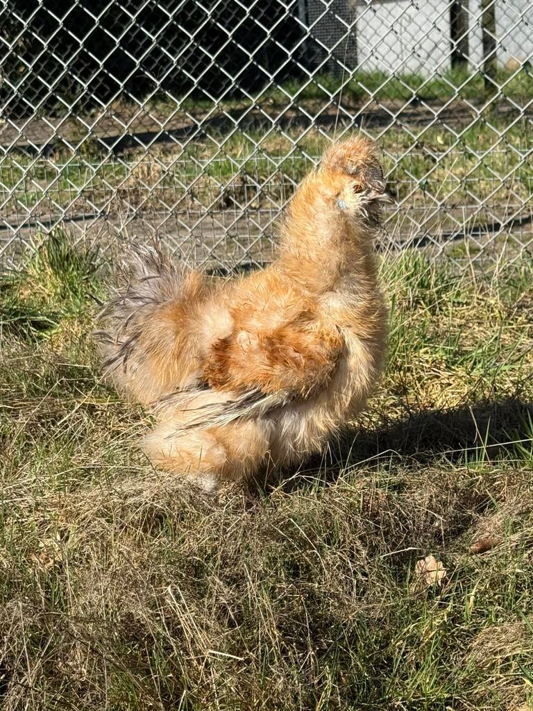 USA Zijdehoen Buff Frizzle Haan, Mannelijk, Kip