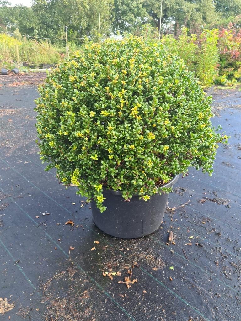 Ilex Crenata bolvormen in meerdere maten, Ophalen of Verzenden, Hulst, Struik, Minder dan 100 cm