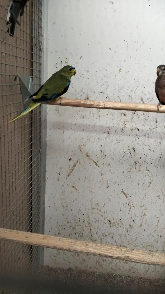 Wildkleur elegant man, Mannelijk, Parkiet, Geringd