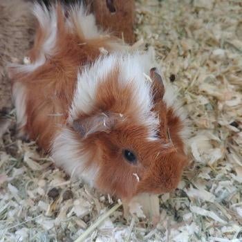 Cavia's te koop, Februari, Meerdere dieren, Cavia
