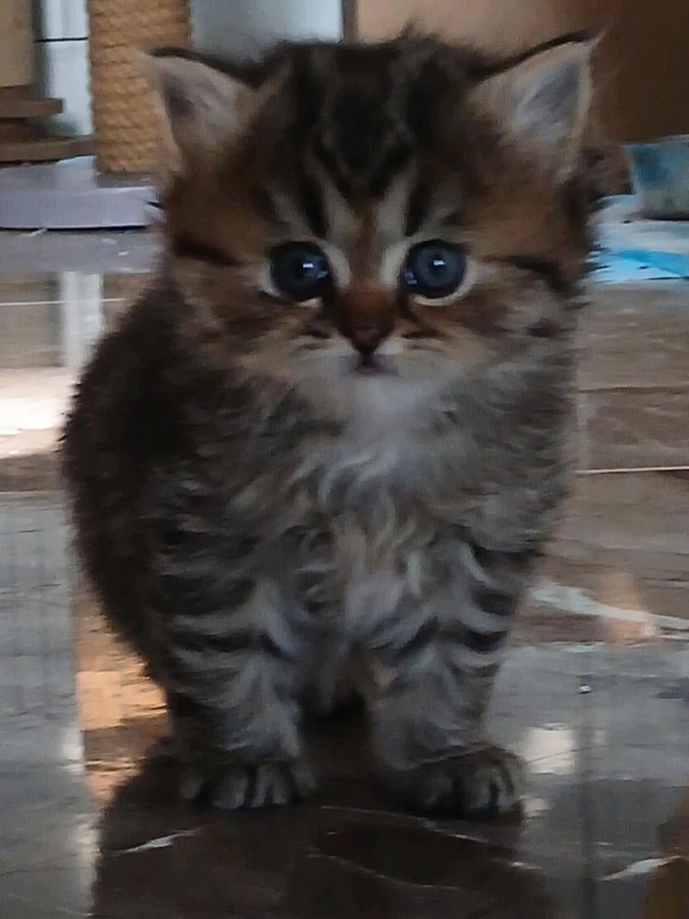 Mooie Britse Langhaar kittens!, Meerdere dieren, Gechipt, 0 tot 2 jaar