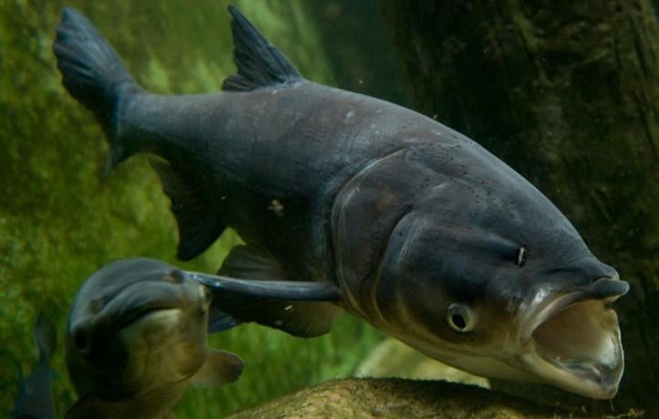 Slak-etende karper / Black Carp 16–20 cm - Koidream Valburg, Overige soorten