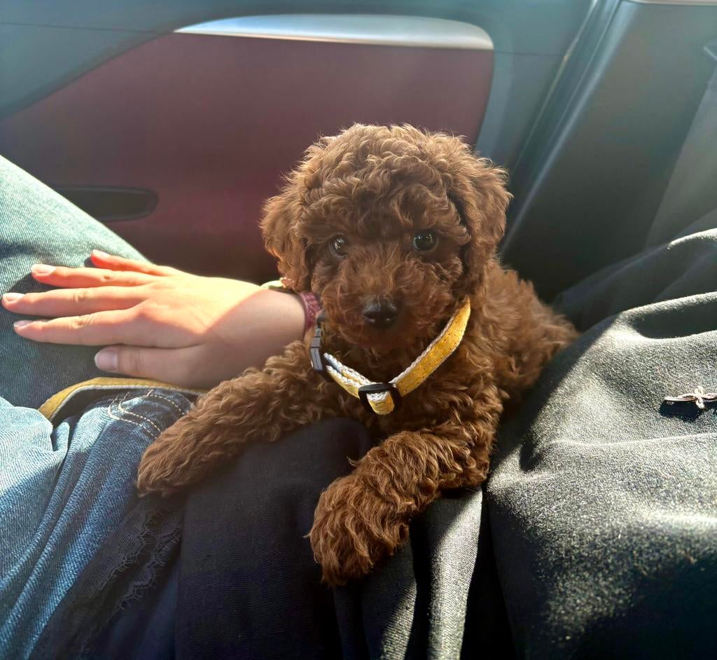 Toy poodle / Toypoodle / Toypoedel / Toy poedel, Poedel, 15 weken tot 1 jaar, Reu, Parvo