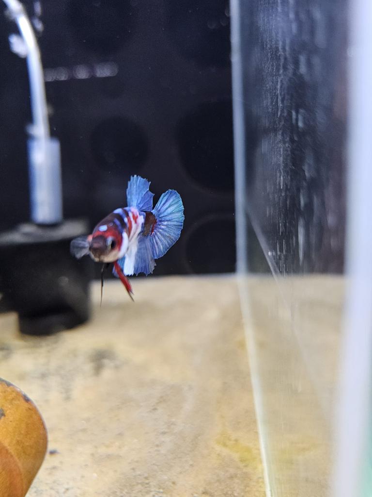 Betta splendens koi galaxy plakat, Vis, Zoetwatervis