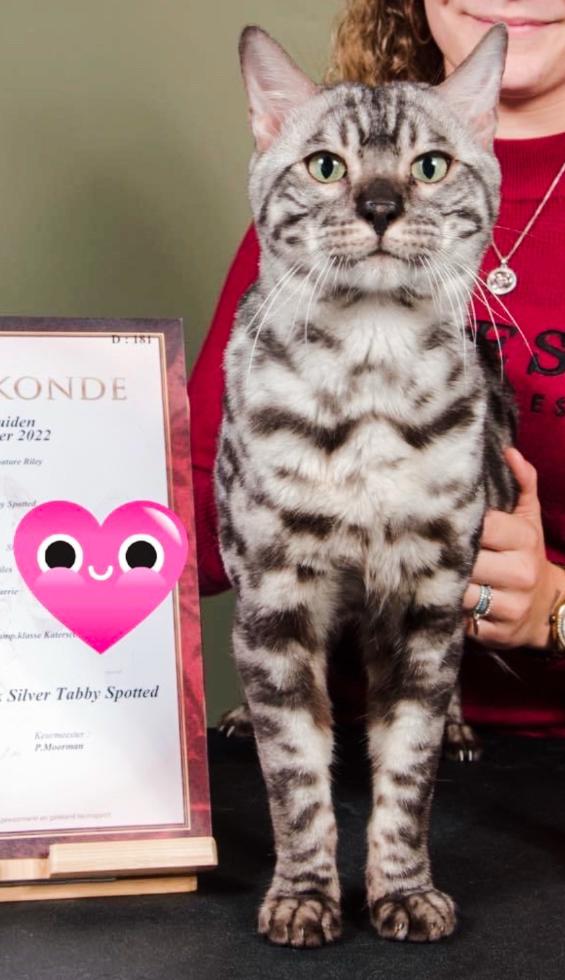 Dekkater bengaal zilver charcoal, Dieren en Toebehoren, Katten en Kittens | Dekkaters