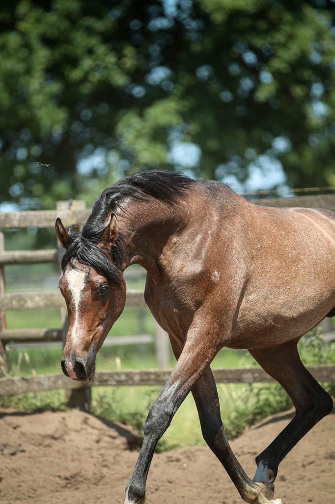 Grote maat arabisch volbloed schimmel hengst, Hengst, Minder dan 160 cm, 0 tot 2 jaar