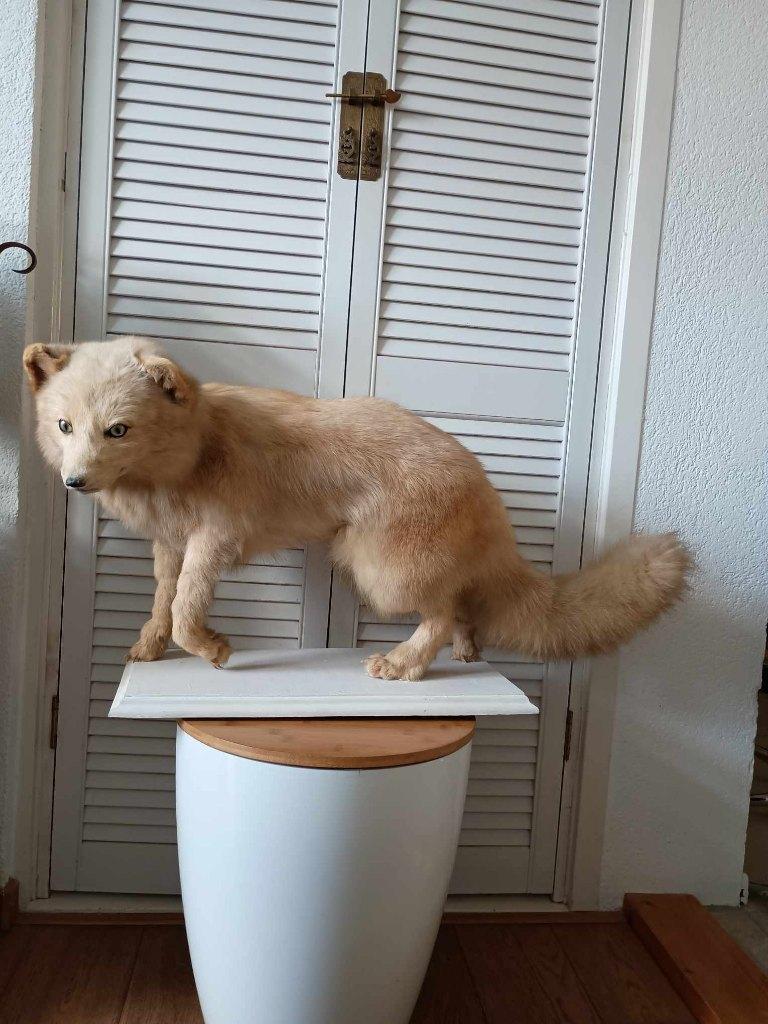 Taxidermie vos lichte kleur poolvos ?  Bodemprijs € 150,-, Verzamelen, Dierenverzamelingen, Gebruikt, Opgezet dier, Wild dier