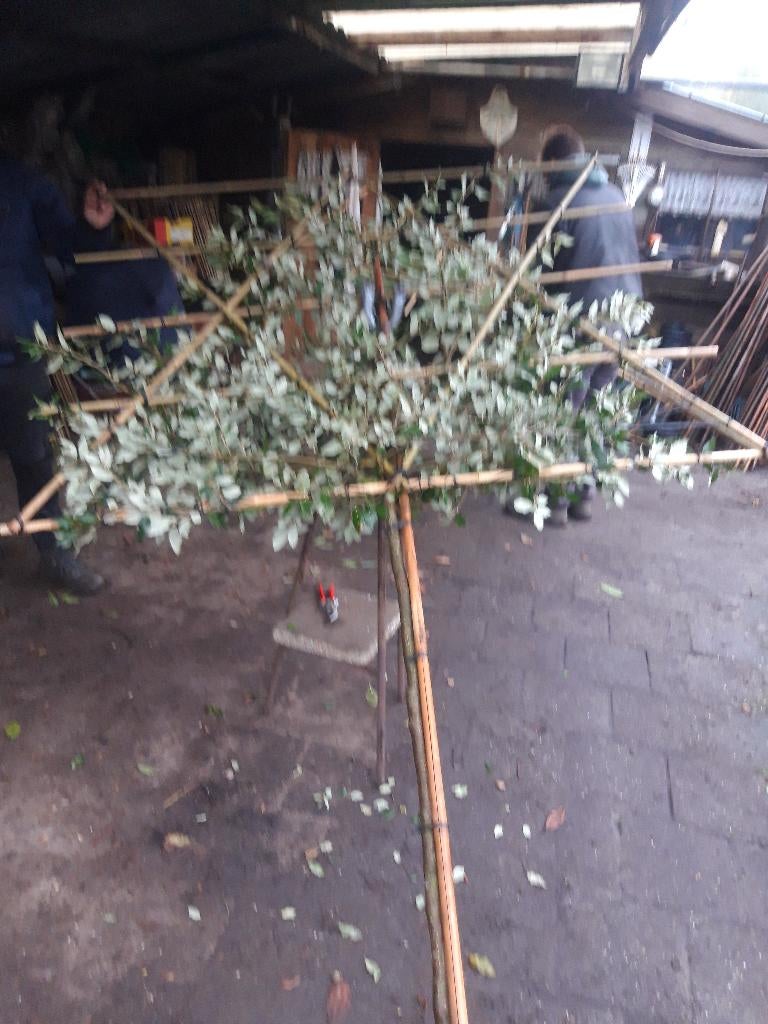 Quercus Ilex of Steeneik  als leiboom, Bloeit niet, Leiboom, 250 tot 400 cm, Ophalen