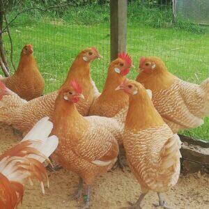 Broedeieren Fries hoen., Geslacht onbekend, Kip