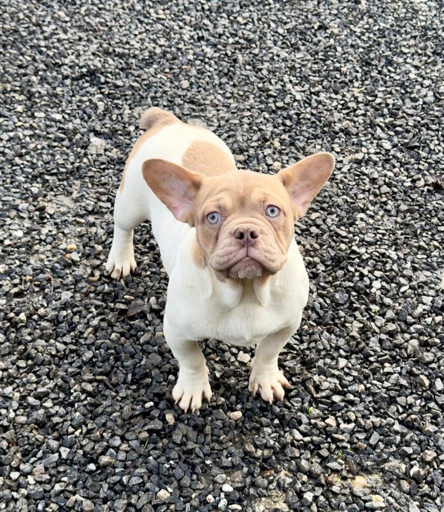 Franse bulldog pups, Parvo, België, 15 weken tot 1 jaar, Bulldog