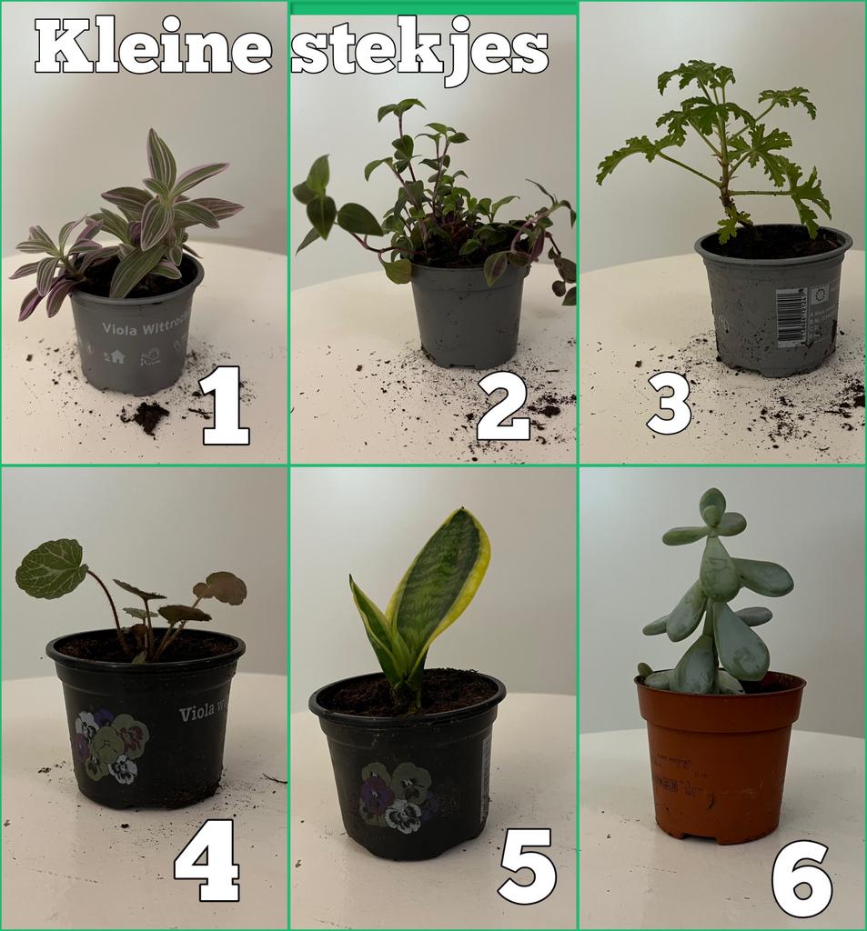 Diverse kleine stekjes, Ophalen, Halfschaduw, Minder dan 100 cm