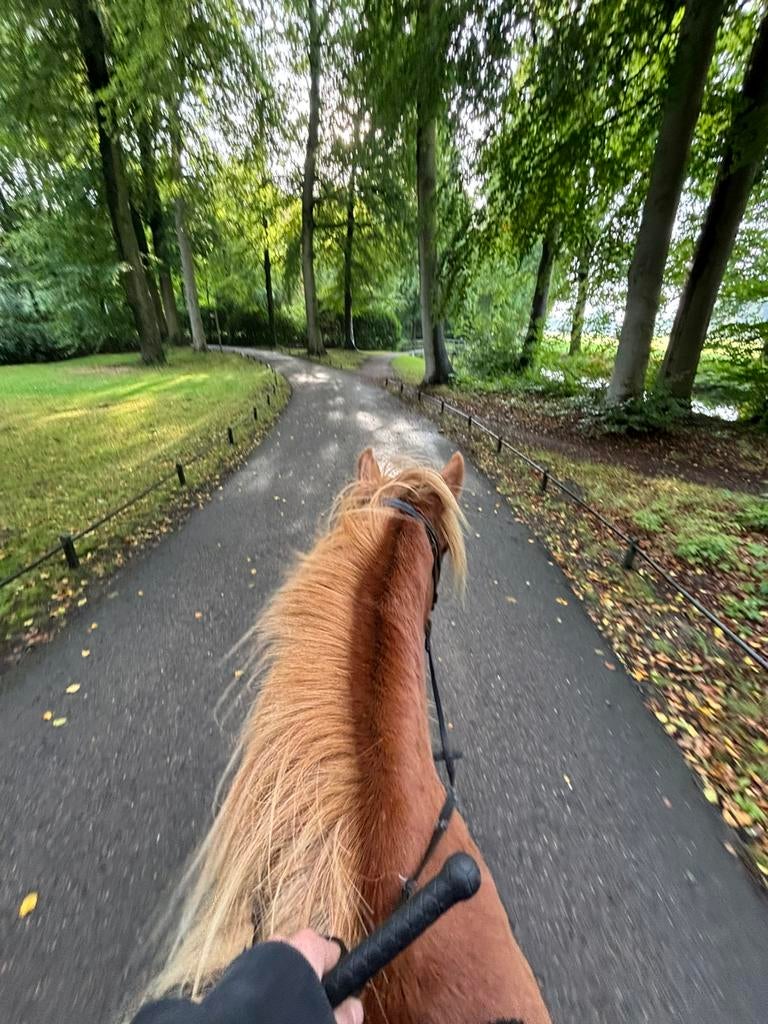 Buitenrit op IJslandse paarden, Ophalen, Zo goed als nieuw