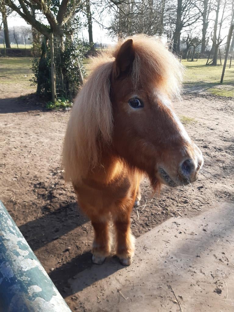 Verzorgpony, Dieren en Toebehoren, Paarden en Pony's | Overige Paardenspullen, Ophalen of Verzenden, Overige soorten