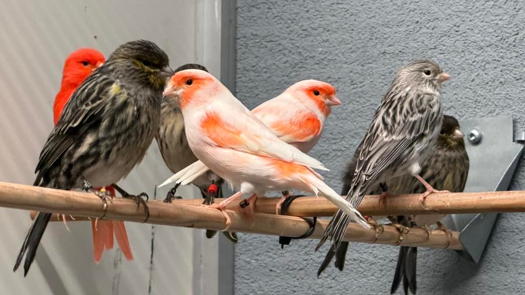 Kanaries kleuren, Dieren en Toebehoren, Vogels | Kanaries, Meerdere dieren, Kleurkanarie