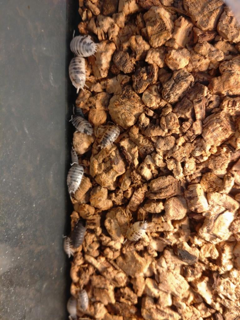 Dairy cow isopods pissebedden, Overige soorten