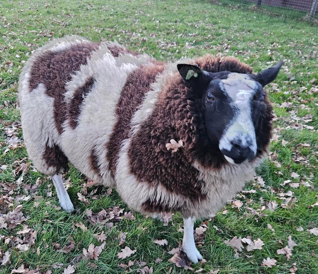 Dekram (slachtschaap ), Dieren en Toebehoren, Schapen, Geiten en Varkens, Mannelijk, Schaap