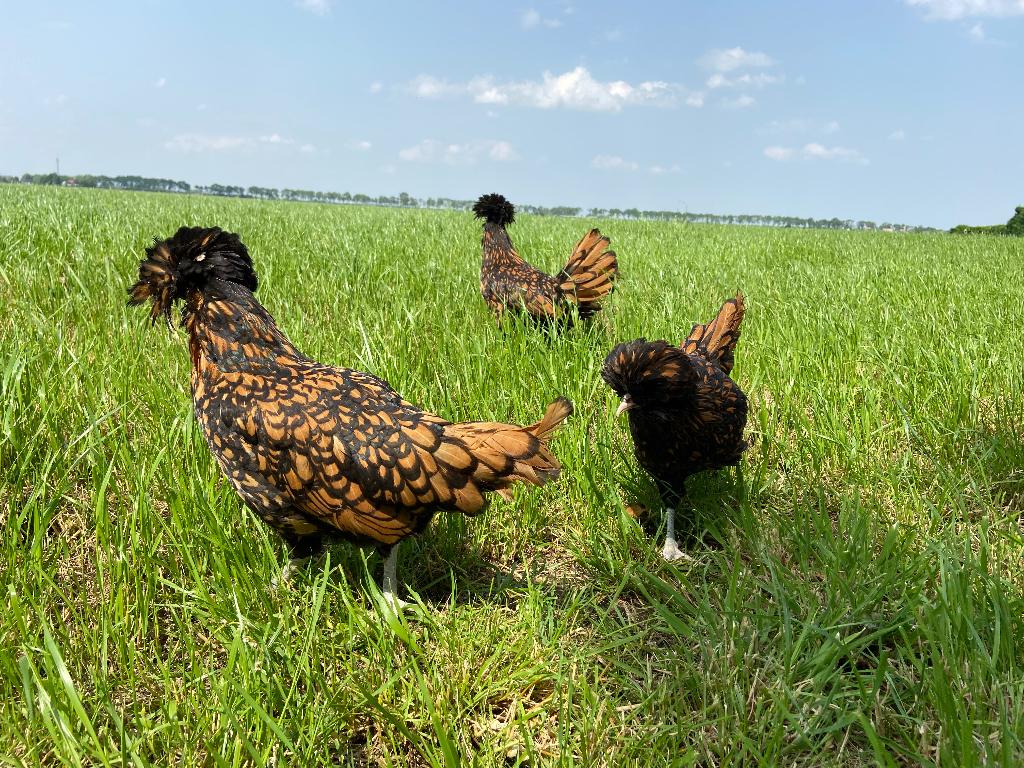 Jonge tamme Padua kriel kippen gesekst en ingeënt, Vrouwelijk, Kip