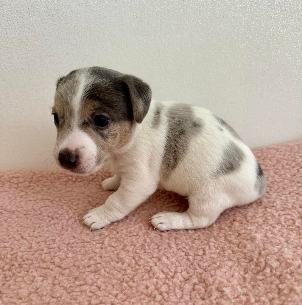 Jack Russel Pups /merle en blauw, Parvo, Jack Russell Terriër, 8 tot 15 weken, Meerdere