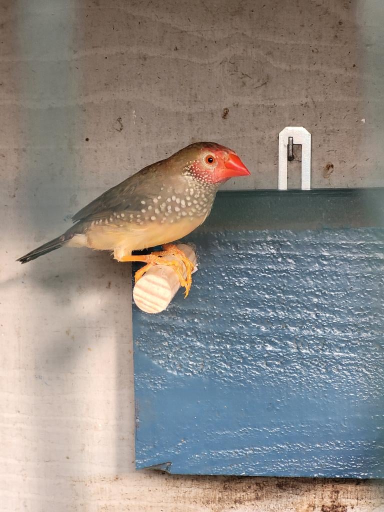 Binsen Astrilde, Meerdere dieren, Kleurkanarie