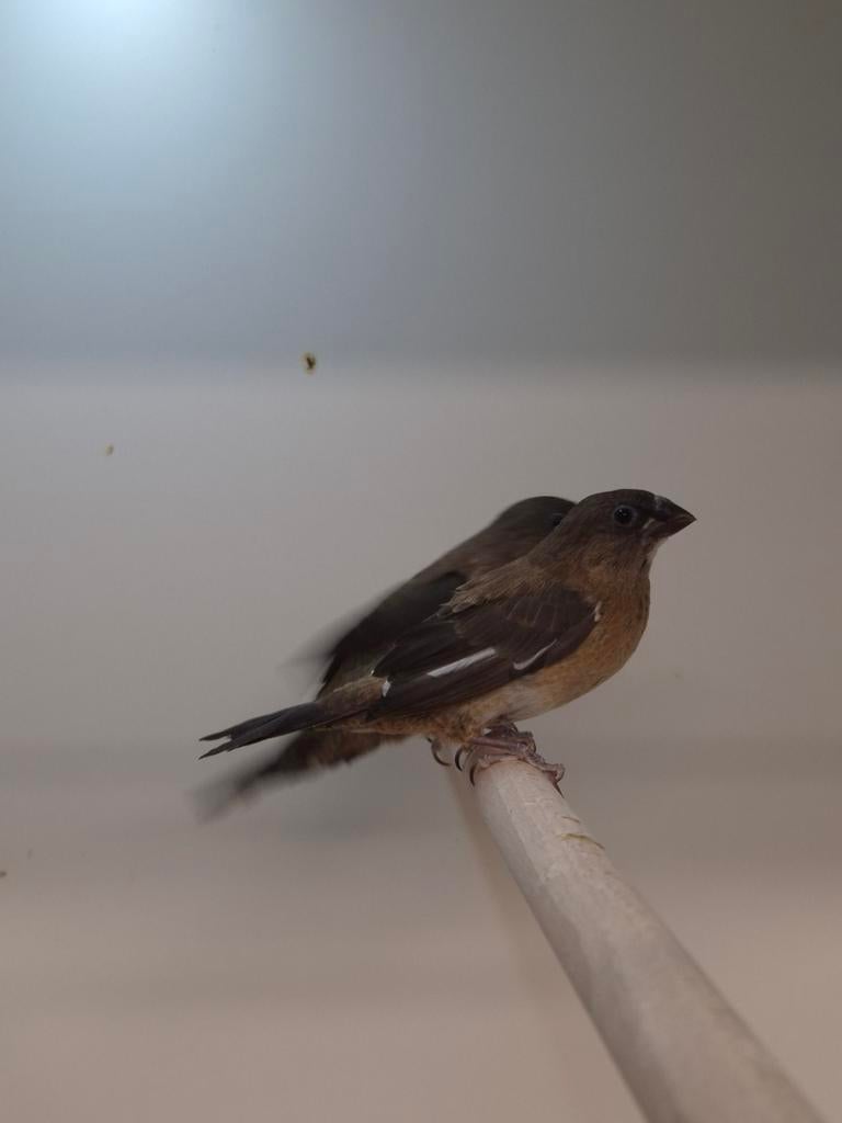 Japanse meeuwen, Meerdere dieren, Tropenvogel, Geringd