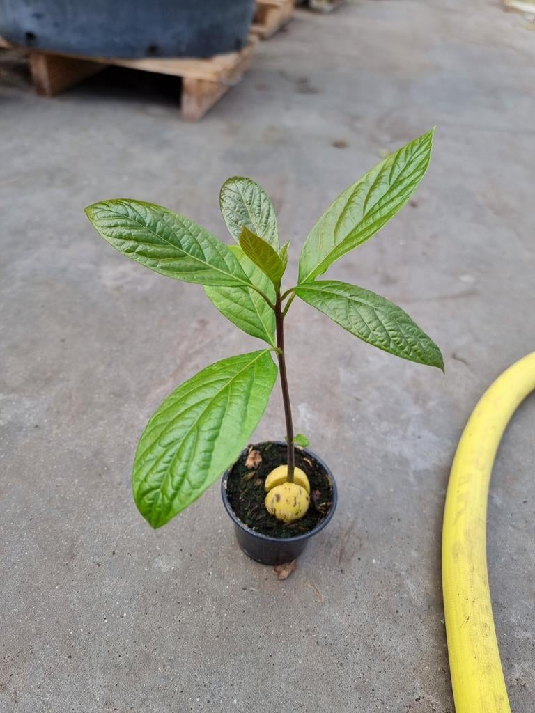 Avocadoplant - ca. 15-20cm hoog, Ophalen of Verzenden, Overige soorten, Volle zon