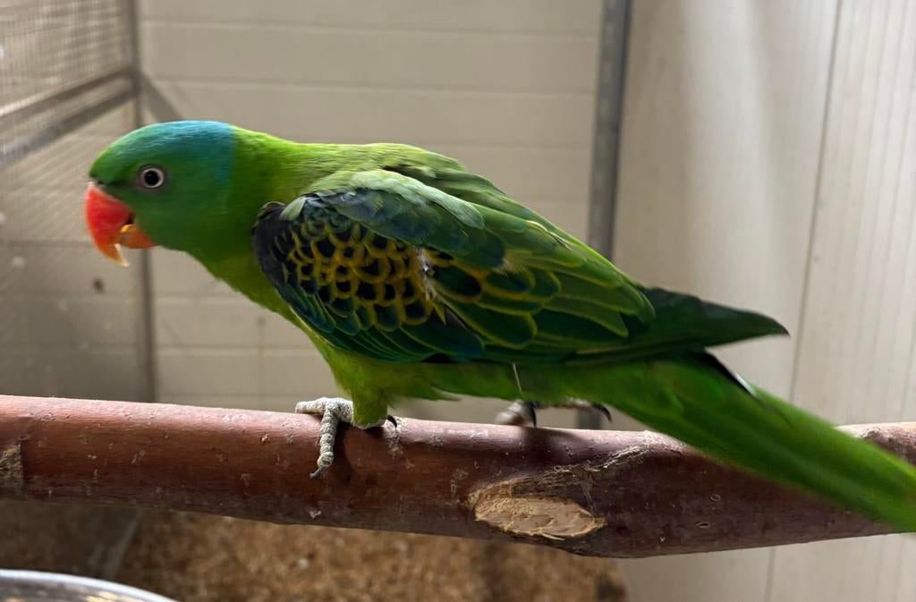 0-1 Blauwschedel Edelpapgaai, Dieren en Toebehoren, Vogels | Parkieten en Papegaaien, Vrouwelijk, Papegaai, Geringd