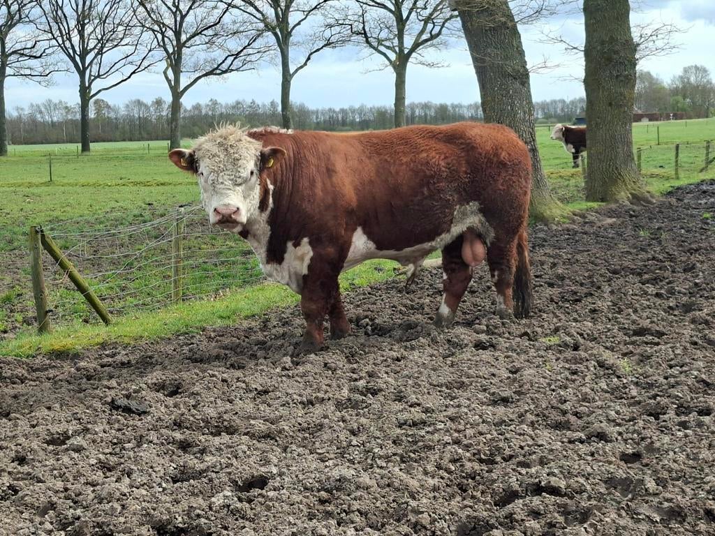 Te Koop hereford dekstier, Dieren en Toebehoren, Runderen, Mannelijk